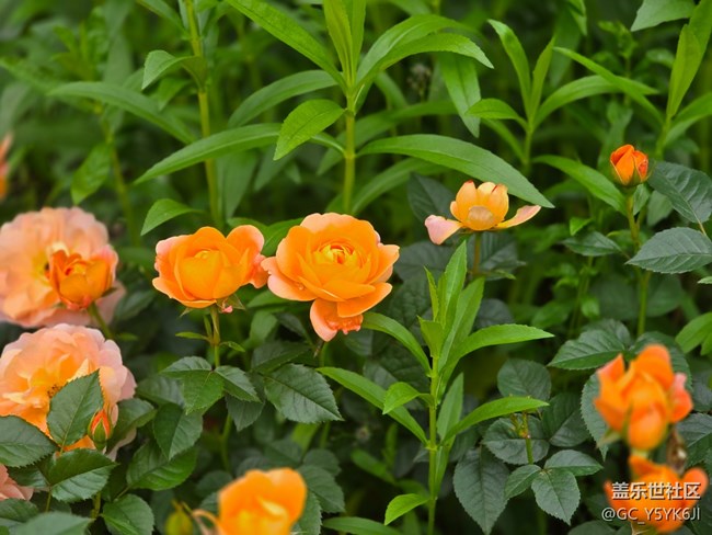 #五月的休闲时光——月季花