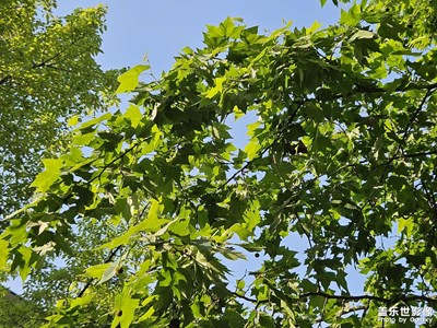 【春深夏浅】+爱上春天