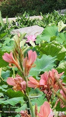 盛夏的花草