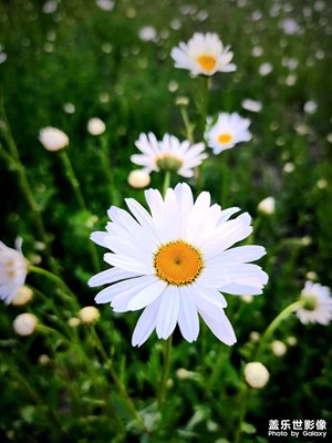【悠闲时光】+ 欣赏花花草草