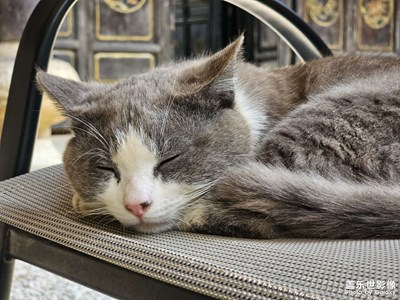 【悠闲时光】+ 幸福猫生