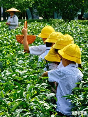 【悠闲时光】茶园采风