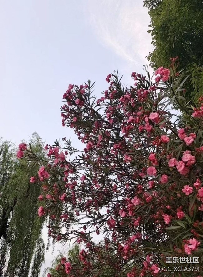 【初夏的颜色】散步