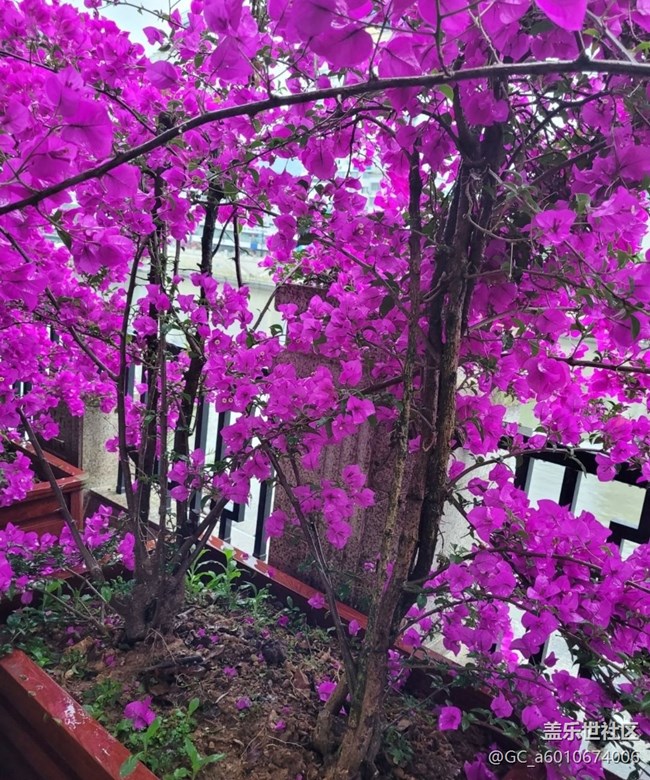 【初夏的颜色】花开茂盛