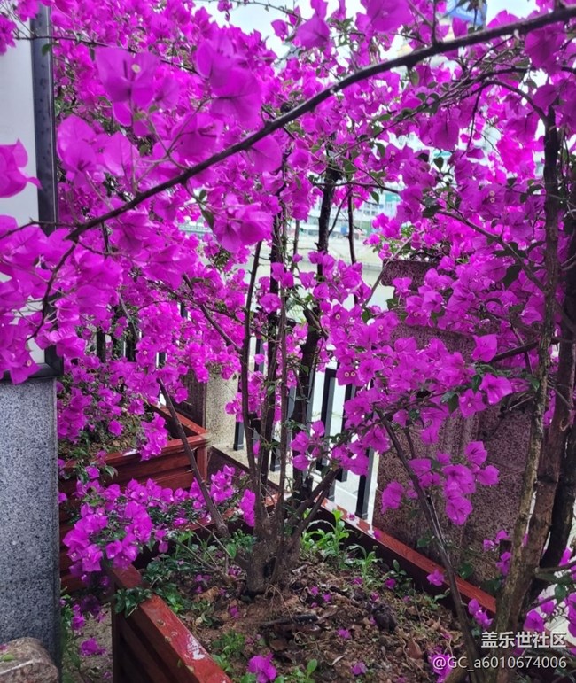 【初夏的颜色】花开茂盛