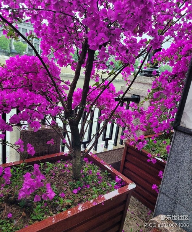 【初夏的颜色】花开茂盛