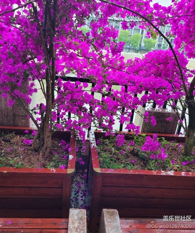 【初夏的颜色】花开茂盛