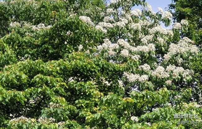 【捕捉初夏之美】繁花盛开