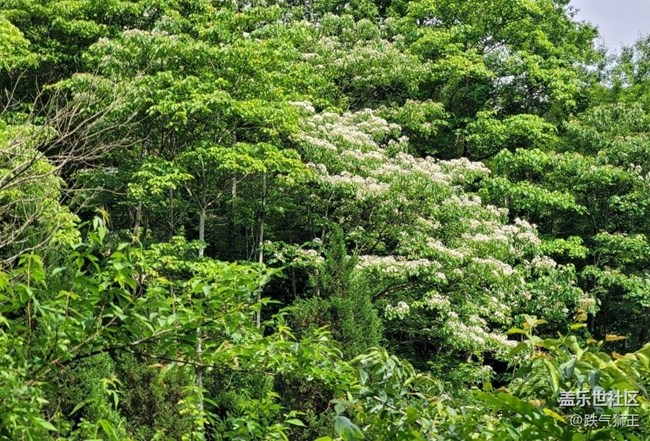 【捕捉初夏之美】繁花盛开