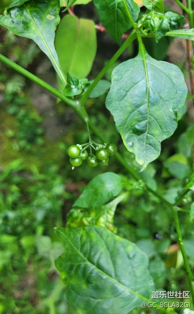【记录每一帧】自然植物