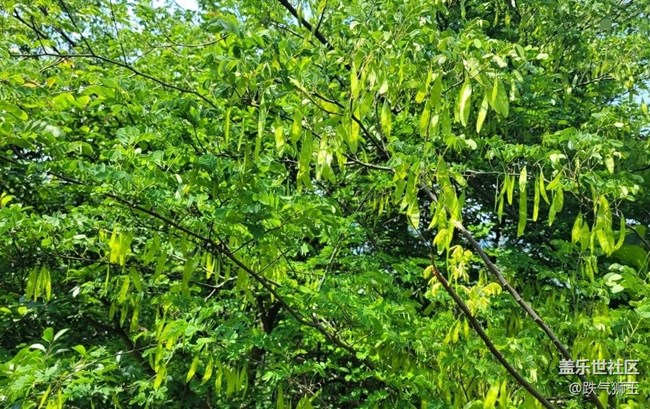 【初夏的颜色】喜欢夏天