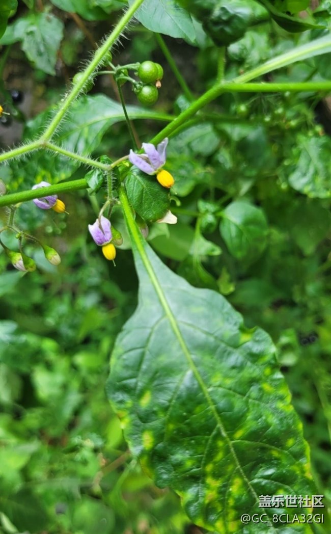 【记录每一帧】自然植物