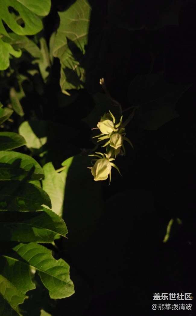 【初夏的颜色】夜拍