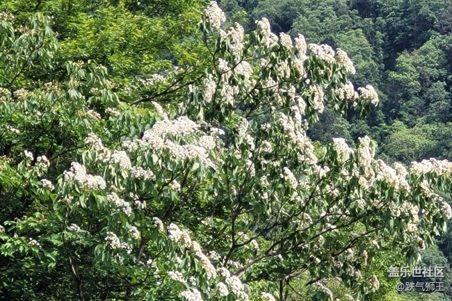【捕捉初夏之美】繁花盛开