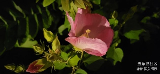 【初夏的颜色】夜拍
