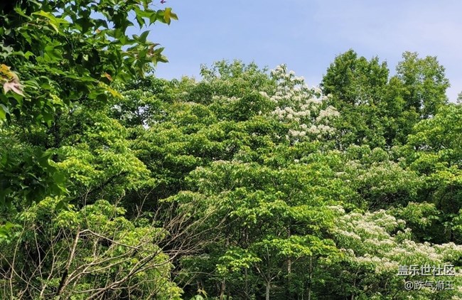 【捕捉初夏之美】繁花盛开