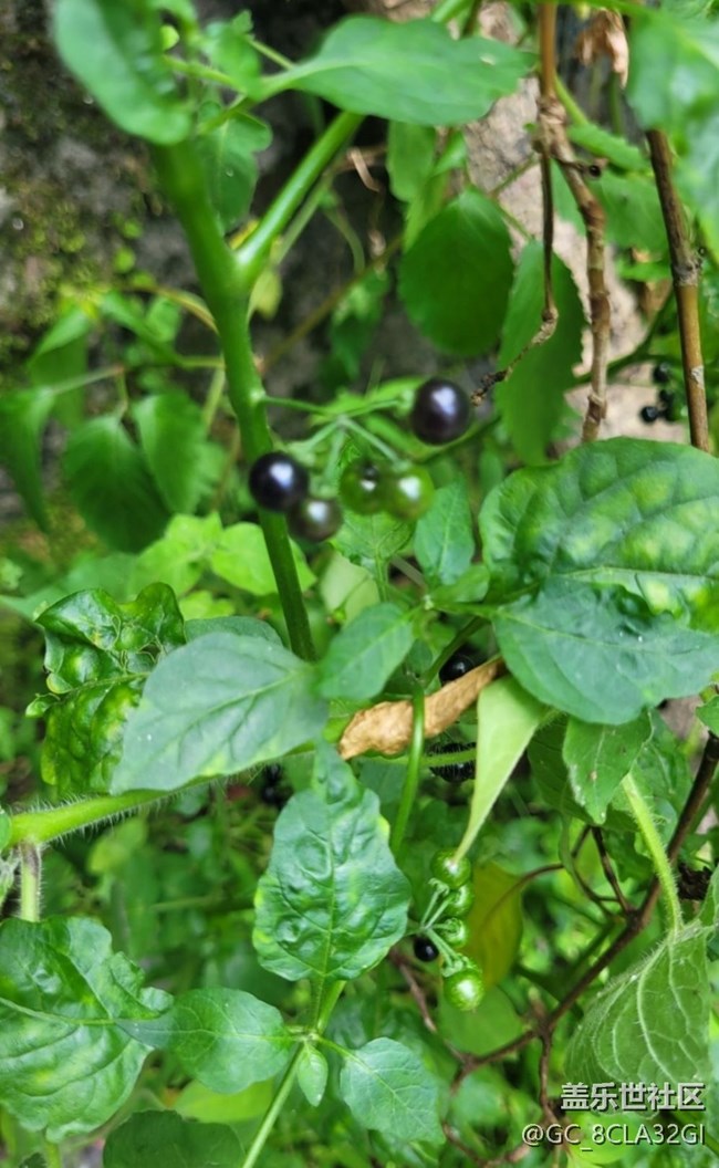 【记录每一帧】自然植物