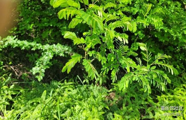【初夏的颜色】喜欢夏天