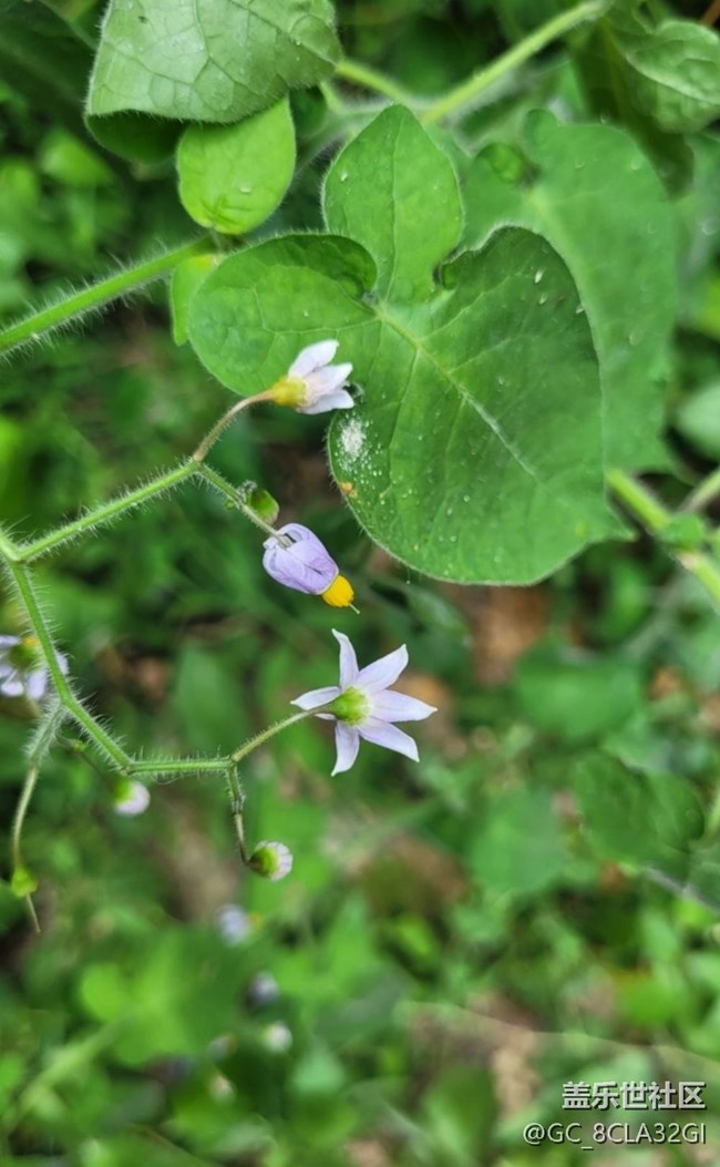 【记录每一帧】自然植物