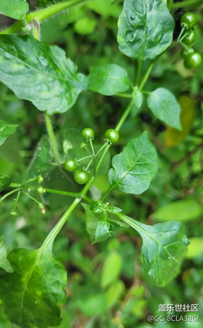 【记录每一帧】自然植物
