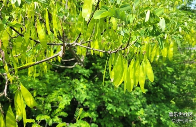 【初夏的颜色】喜欢夏天
