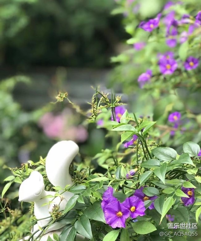 【轻夏趣生活】夏日花园
