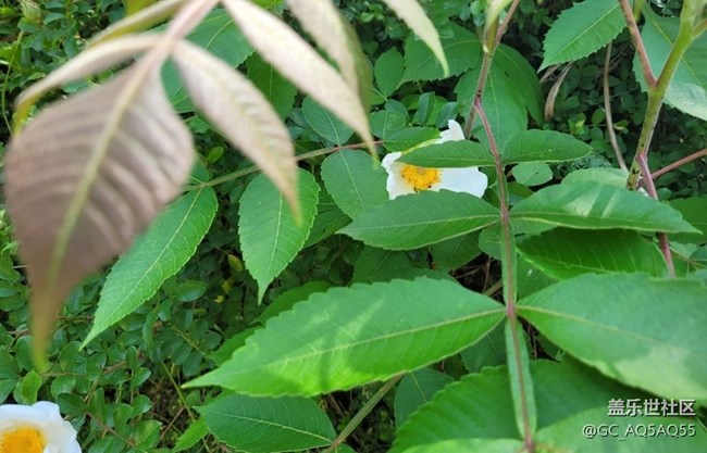 【初夏的颜色】路边花
