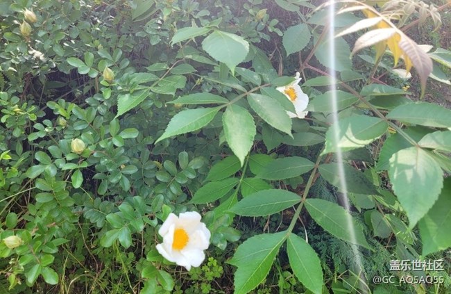 【初夏的颜色】路边花