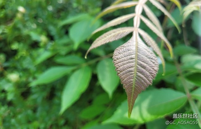 【初夏的颜色】路边花
