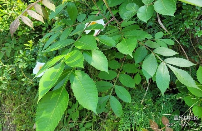 【初夏的颜色】路边花