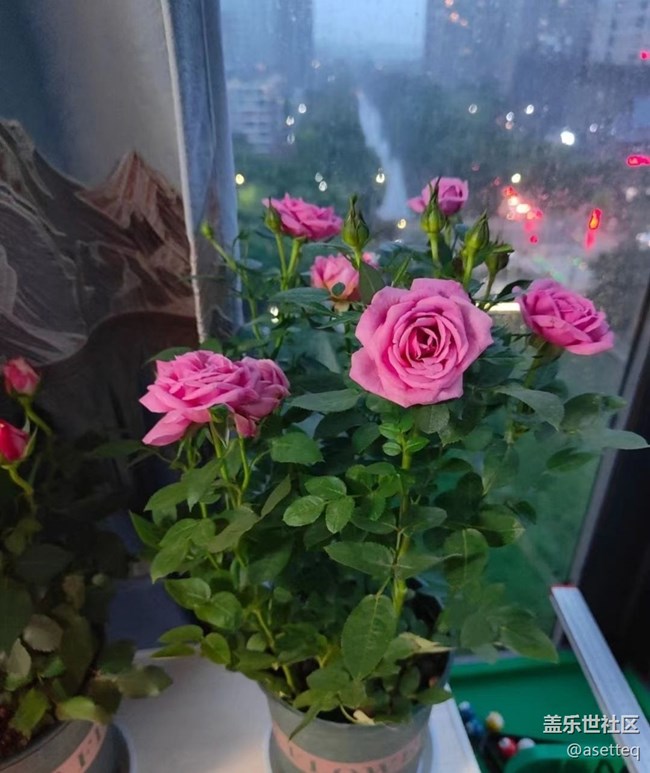 【初夏的颜色】花花