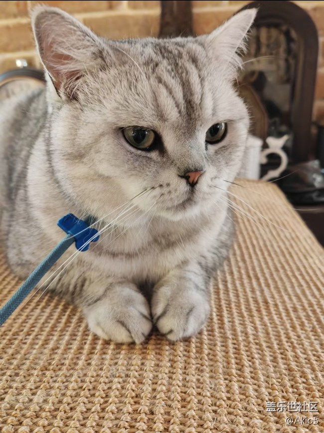 【瞬彩五月】猫猫