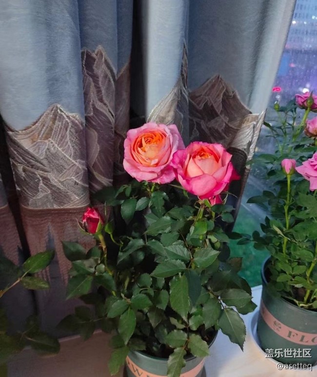 【初夏的颜色】花花