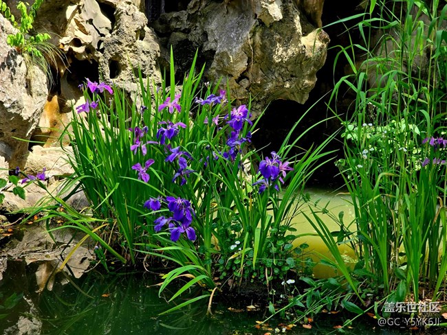 【南翔檀园线下摄影活动】+私家园林