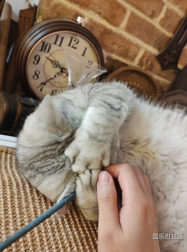 【瞬彩五月】猫猫