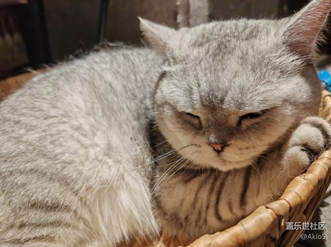 【瞬彩五月】猫猫