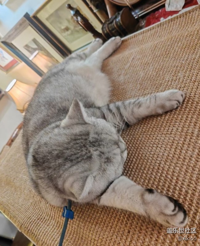 【瞬彩五月】猫猫