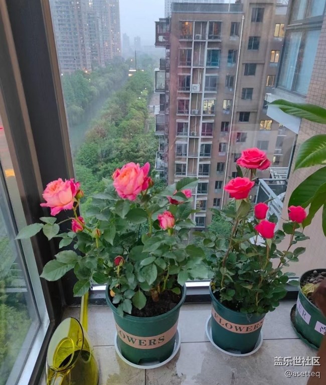 【初夏的颜色】花花