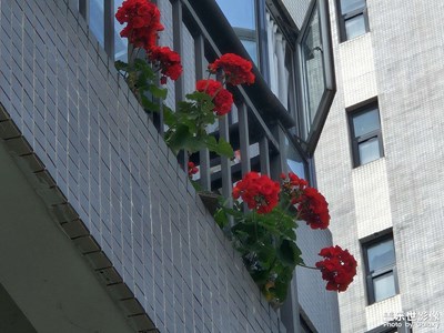 【悠闲时光】+ 散步时刻