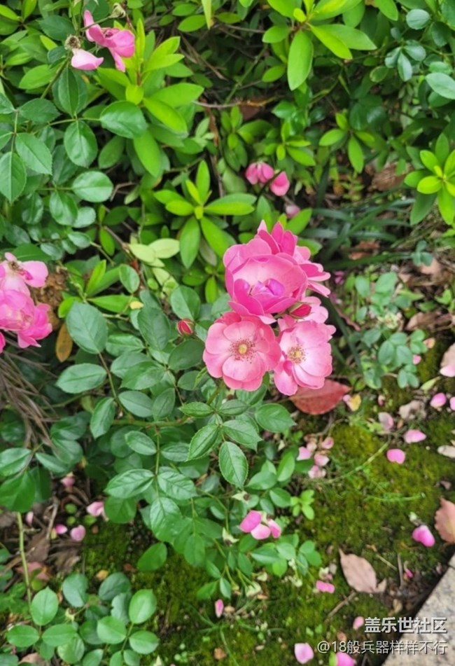 【记录每一帧】花草世界