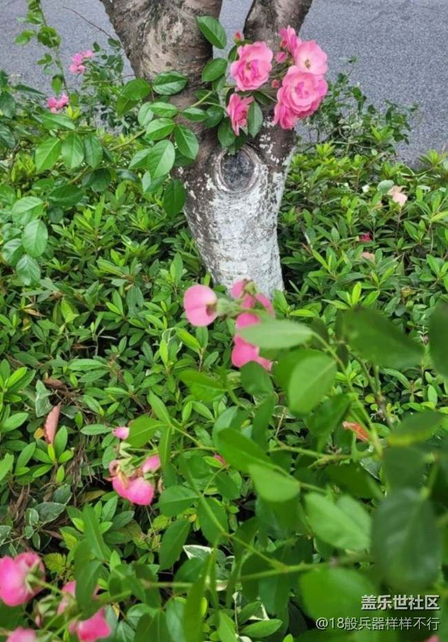 【记录每一帧】花草世界