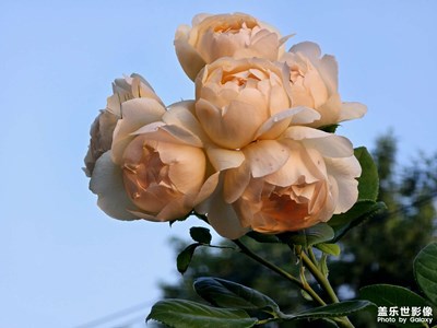 【时光留影】+好一朵美丽的月季花