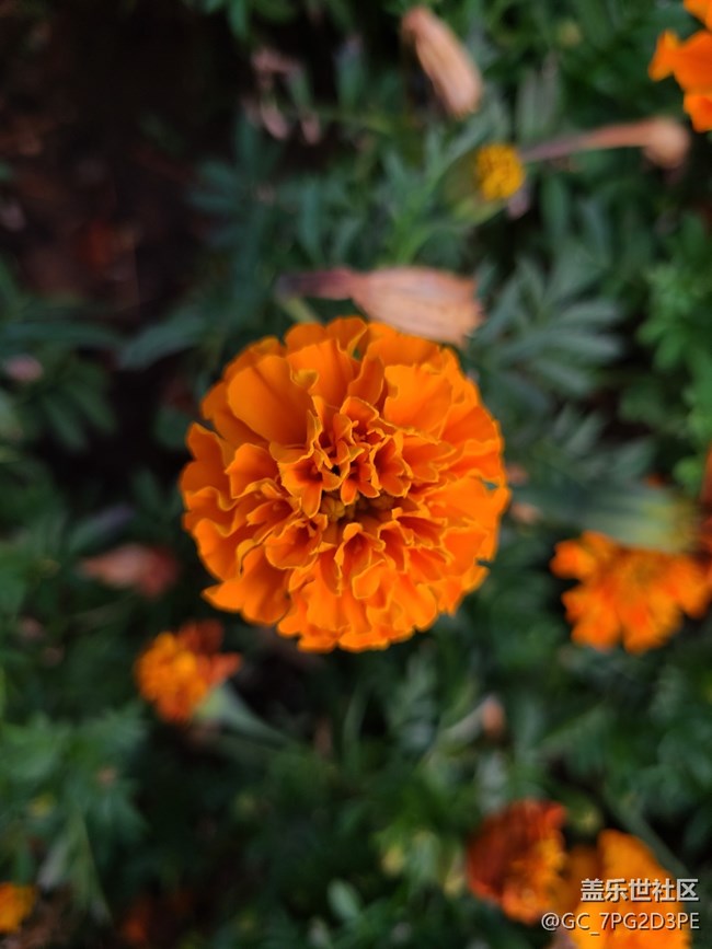 【最美的花朵】万寿菊