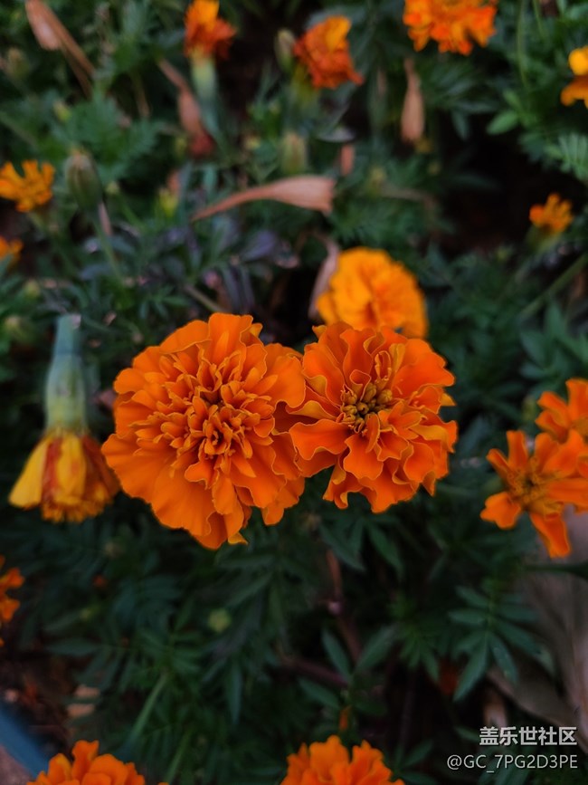 【最美的花朵】万寿菊
