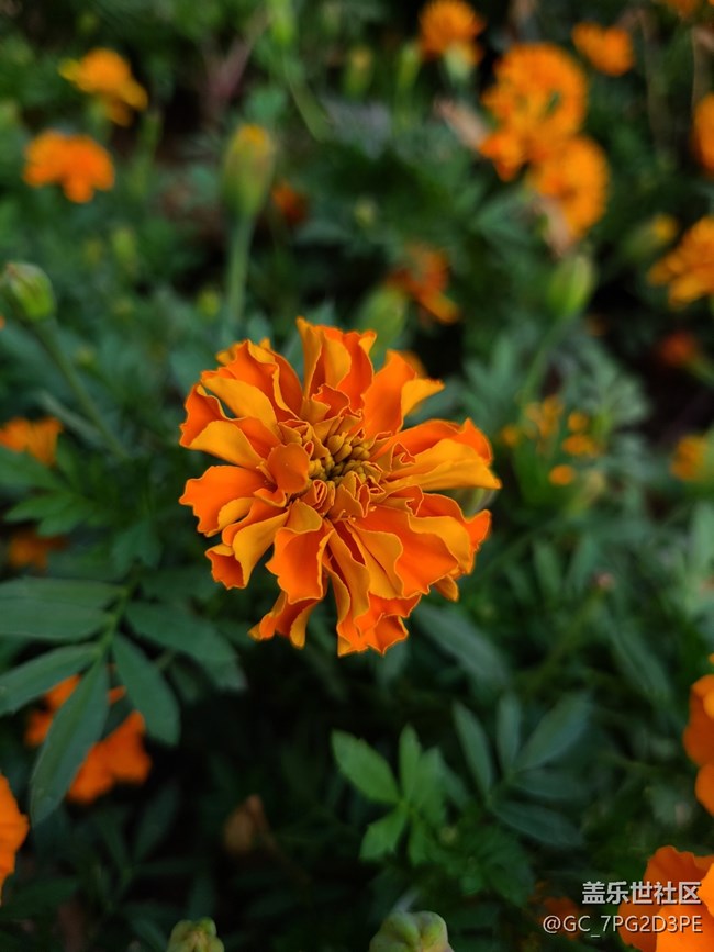 【最美的花朵】万寿菊