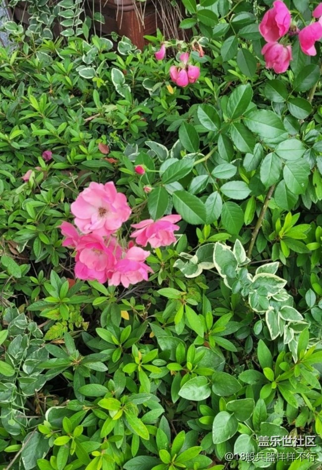 【记录每一帧】花草世界