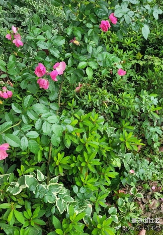 【记录每一帧】花草世界