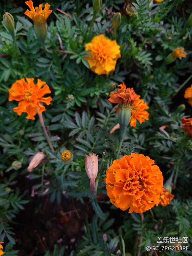 【最美的花朵】万寿菊