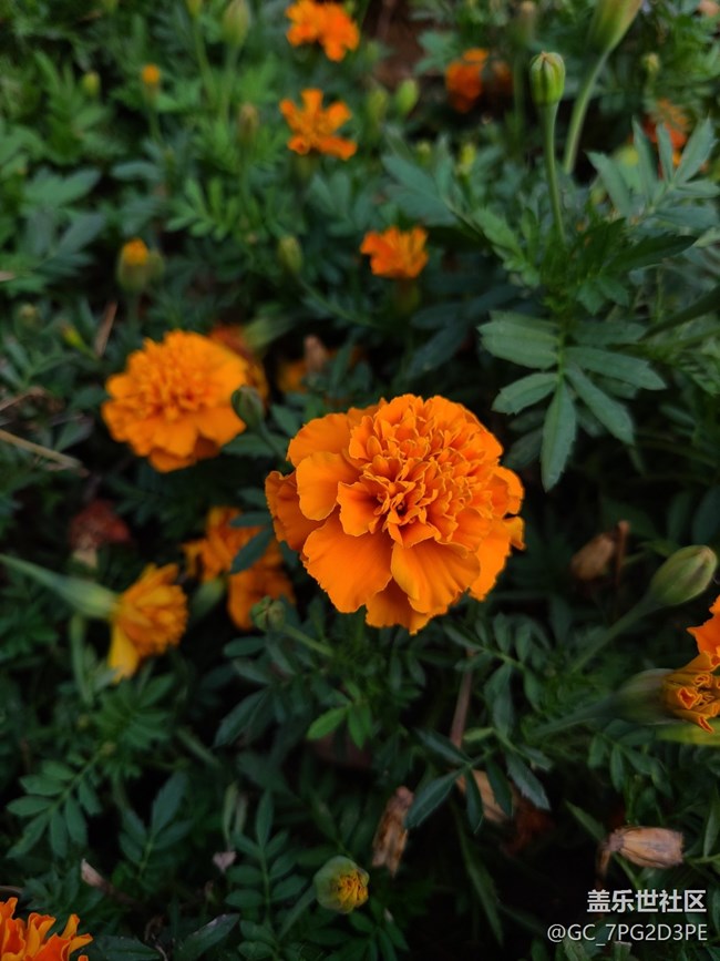 【最美的花朵】万寿菊