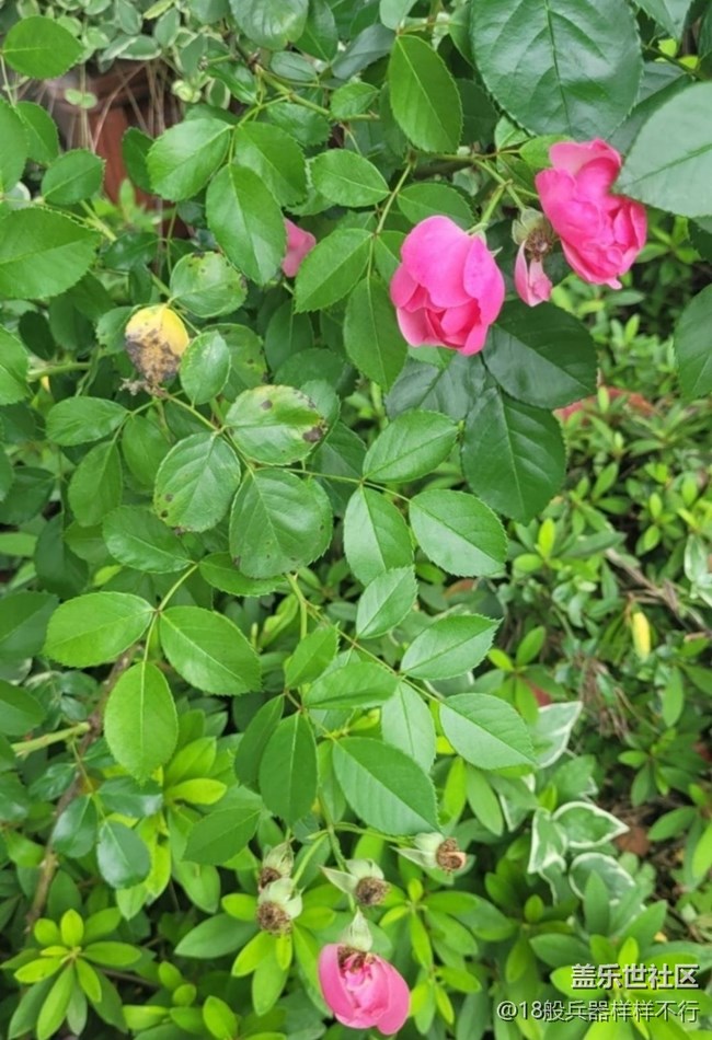 【记录每一帧】花草世界